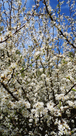 White flowers growing in a British garden.の写真素材
