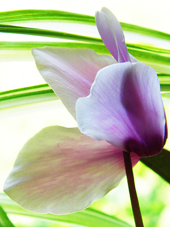 Purple and white cyclamen flower growing.の写真素材