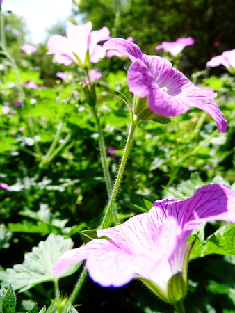 Flowers growing in a British garden.の写真素材