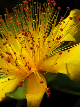 Yellow Hypericum flower growing.の写真素材
