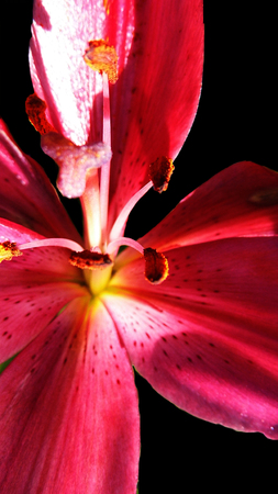 Red flower growing in a British garden.の写真素材