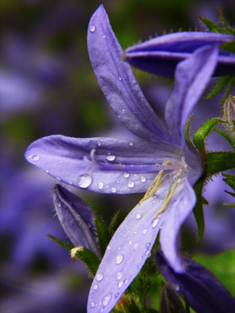 Flowers growing in a British garden.の写真素材