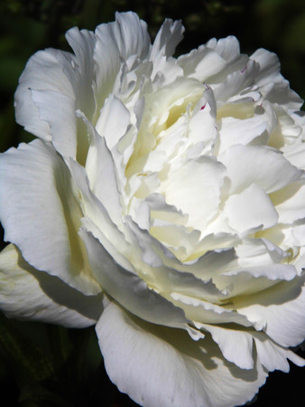 White flower growing in a British garden.の写真素材
