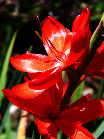 Flowers growing in a British garden.の写真素材