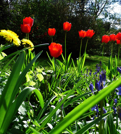 Ornamental flower border in a British garden.の写真素材