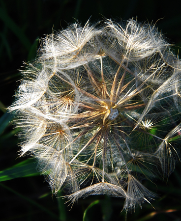 British wildflower growing.の写真素材