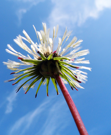 White flower growing in a British garden.の写真素材