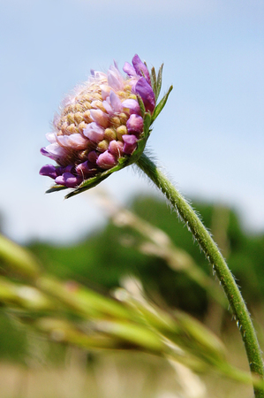 British wildflower growing.の写真素材