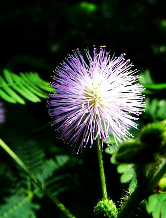 Flower growing.の写真素材