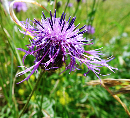 Flower growing in a British garden.の写真素材