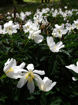 Flowers growing in a British garden.の写真素材