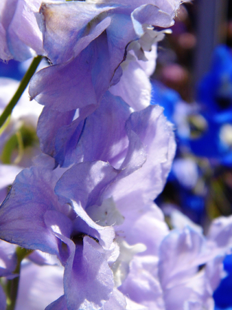 Flowers growing in a British garden.の写真素材