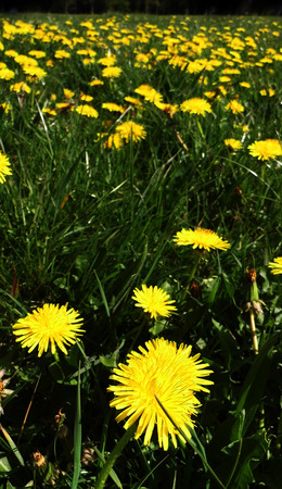Many dandelion flowers growing in a British meadow.の写真素材