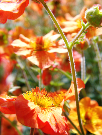 Flowers growing in a British garden.の写真素材