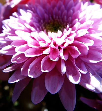 Flower growing in a British garden.の写真素材