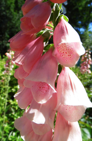 Ornamental Foxglove Flowers growing in a British garden.の写真素材