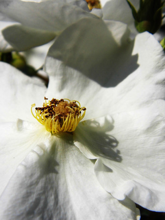 White flower growing in a British garden.の写真素材