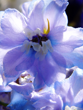 Flowers growing in a British garden.の写真素材