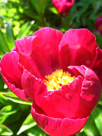 Red flower growing in a British garden.の写真素材
