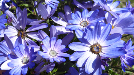 Blue flowers growing in a British garden.の写真素材