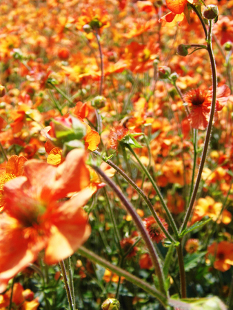 Flowers growing in a British garden.の写真素材