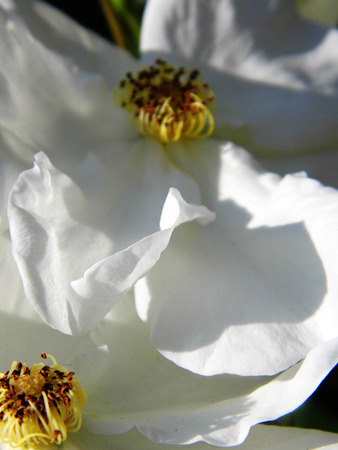 White flower growing in a British garden.の写真素材
