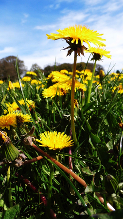 Many dandelion flowers growing in a British meadow.の写真素材
