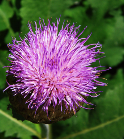 Flower growing in a British garden.の写真素材