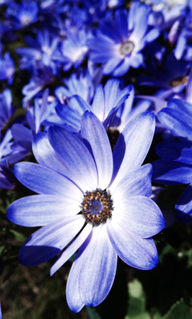 Blue flowers growing in a British garden.の写真素材