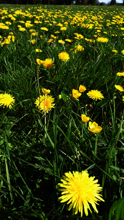 Many dandelion flowers growing in a British meadow.の写真素材