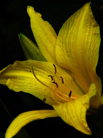 Yellow flower growing.の写真素材