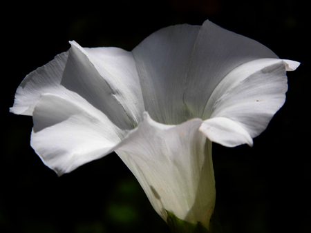White convolvulus flower growing in a British garden.の写真素材