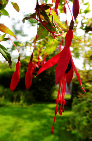 Fuchsia flowers growing in a British garden.の写真素材