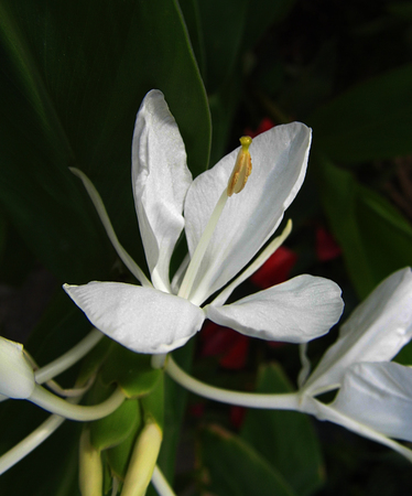 Flowers growing in a British garden.の写真素材