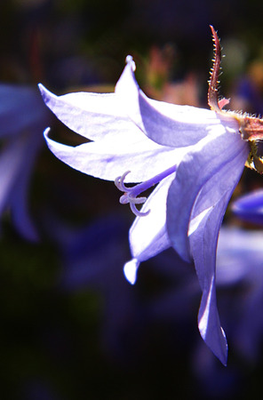 Flowers growing in a British garden.の写真素材