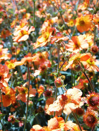 Flowers growing in a British garden.の写真素材
