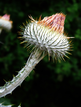 Thistle flower growing in a British garden.の写真素材