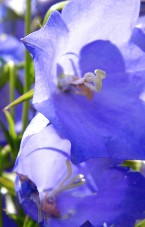 Flowers growing in a British garden.の写真素材