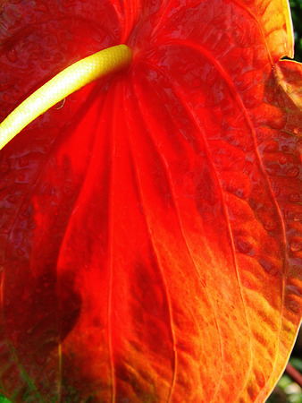 Flower growing in a British garden.の写真素材