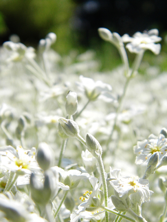 White flowers growing in a British garden.の写真素材