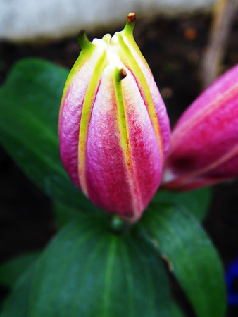 Flower growing in a British garden.の写真素材