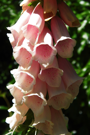 Ornamental Foxglove Flowers growing in a British garden.の写真素材