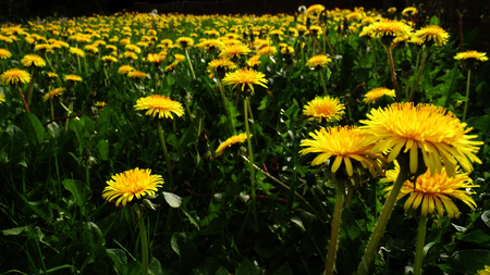 Many dandelion flowers growing in a British meadow.の写真素材