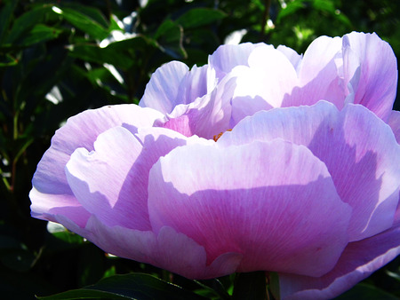 Flower growing in a British garden.の写真素材