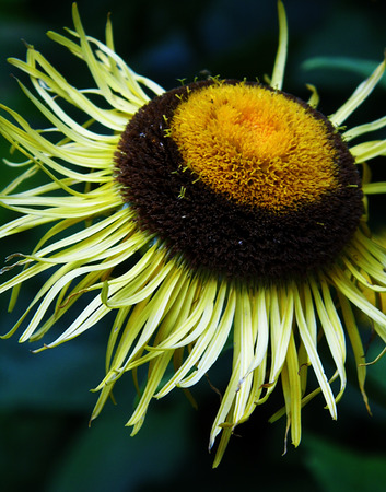 Flower growing in a British garden.の写真素材