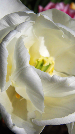 White flower growing in a British garden.の写真素材