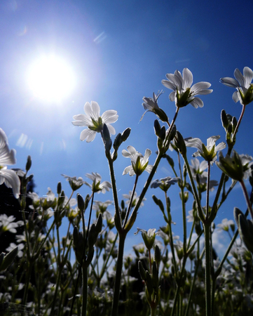 White flowers growing in a British garden.の写真素材