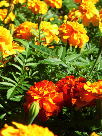Ornamental flower border in a British garden.の写真素材