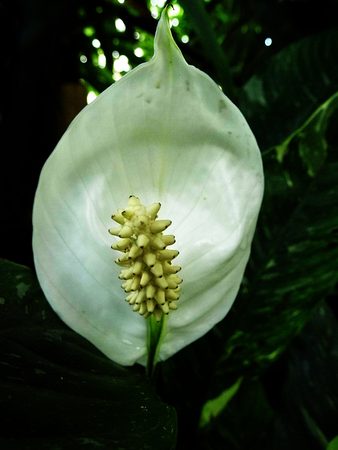 White flower growing in a British garden.の写真素材