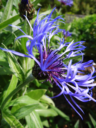 Flower growing in a British garden.の写真素材